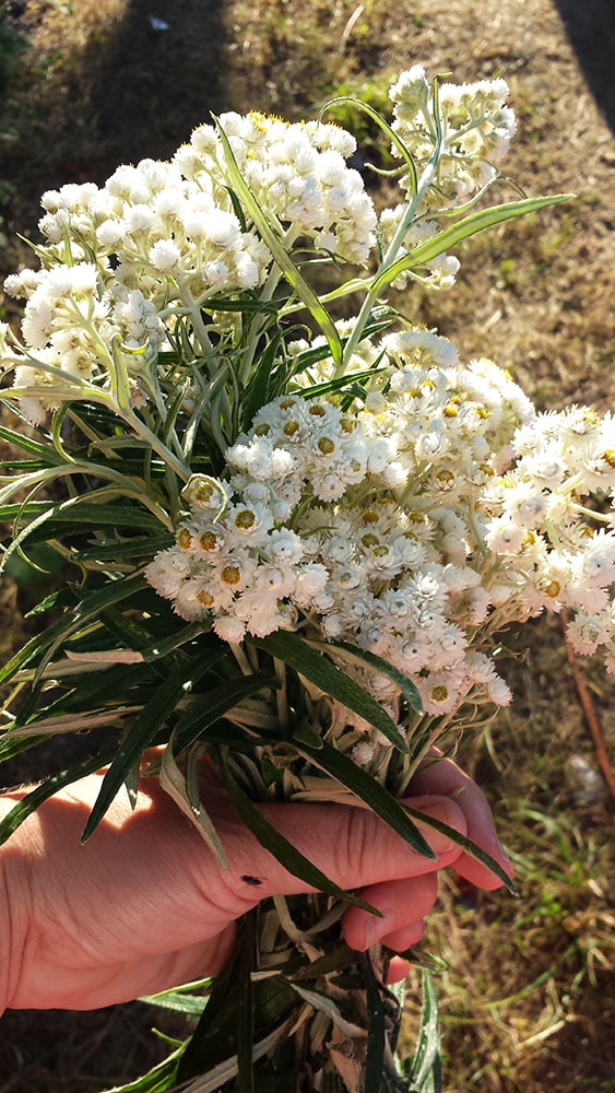 bouquet of flowers