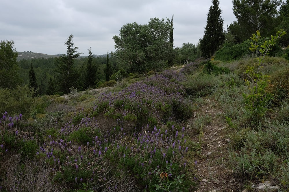 Lavender and rosemary fields in the Western Galilee.